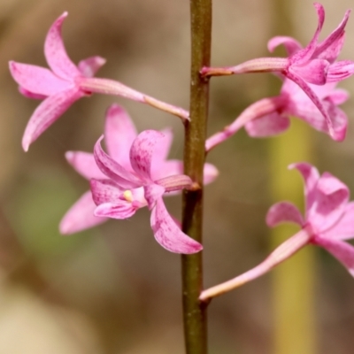 Dipodium roseum (Rosy Hyacinth Orchid) at QPRC LGA - 18 Dec 2023 by LisaH