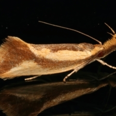 Thema psammoxantha (A concealer moth) at Ainslie, ACT - 16 Dec 2023 by jb2602