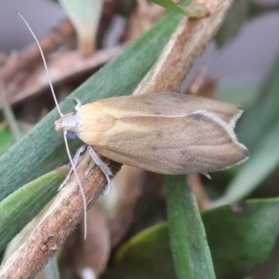 Tortricopsis hesychaea (Wingia group) - 1 Jan 1900 by LisaH