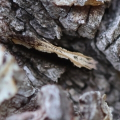 Unidentified Moth (Lepidoptera) at Mongarlowe, NSW - 19 Dec 2023 by LisaH