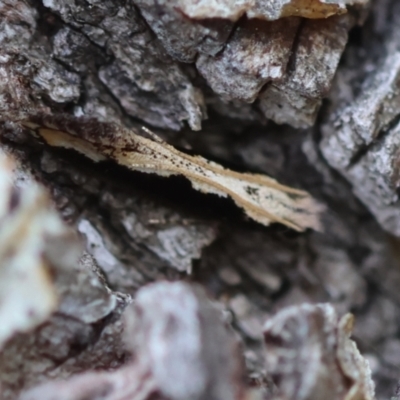 Unidentified Moth (Lepidoptera) at Mongarlowe River - 19 Dec 2023 by LisaH