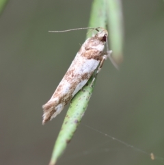 Macrobathra desmotoma ( A Cosmet moth) at Mongarlowe River - 19 Dec 2023 by LisaH