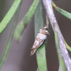 Macrobathra desmotoma at QPRC LGA - 19 Dec 2023