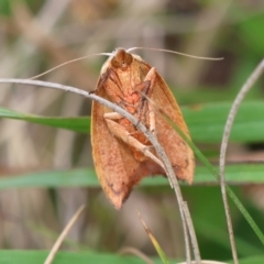 Tortricopsis uncinella (A concealer moth) at Mongarlowe River - 19 Dec 2023 by LisaH