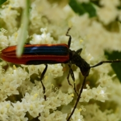 Stenoderus suturalis (Stinking Longhorn) at Mongarlowe, NSW - 18 Dec 2023 by LisaH