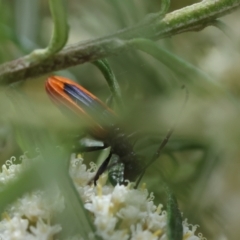 Stenoderus suturalis at QPRC LGA - suppressed