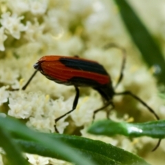 Stenoderus suturalis at QPRC LGA - suppressed