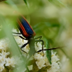 Stenoderus suturalis at QPRC LGA - 19 Dec 2023