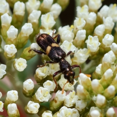 Eleale pulchra (Clerid beetle) at QPRC LGA - 18 Dec 2023 by LisaH