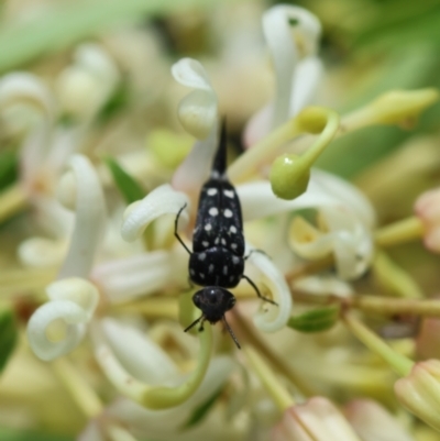 Mordella dumbrelli (Dumbrell's Pintail Beetle) at QPRC LGA - 19 Dec 2023 by LisaH