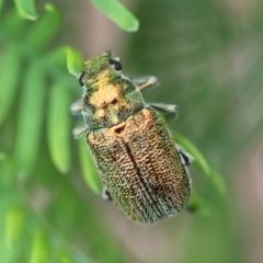 Diphucephala sp. (genus) (Green Scarab Beetle) at Mongarlowe, NSW - 19 Dec 2023 by LisaH