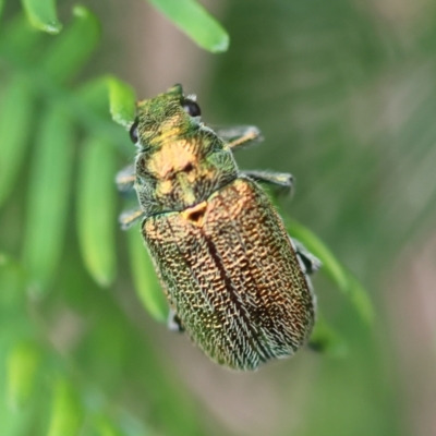 Diphucephala sp. (genus) (Green Scarab Beetle) at Mongarlowe River - 19 Dec 2023 by LisaH