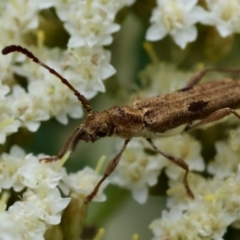 Pempsamacra tillides (Longhorn or longicorn beetle) at Mongarlowe River - 19 Dec 2023 by LisaH