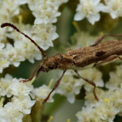 Pempsamacra tillides (Longhorn or longicorn beetle) at Mongarlowe, NSW - 19 Dec 2023 by LisaH