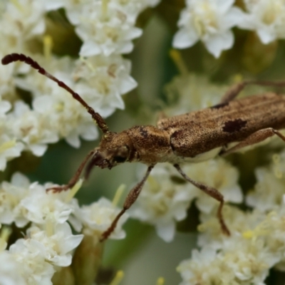 Pempsamacra tillides (Longhorn or longicorn beetle) at Mongarlowe River - 19 Dec 2023 by LisaH