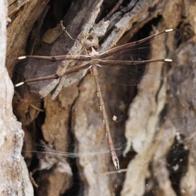 Telephlebia godeffroyi (Eastern Evening Darner) by LisaH