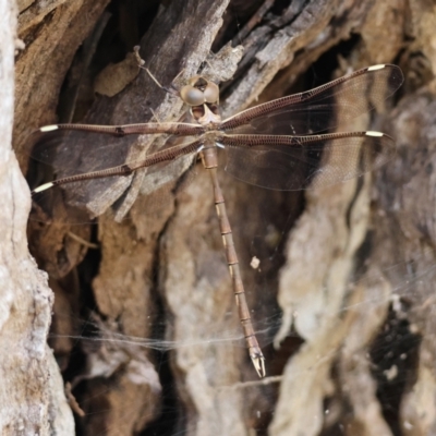 Telephlebia brevicauda (Southern Evening Darner) at Mongarlowe, NSW - 19 Dec 2023 by LisaH