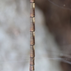 Telephlebia brevicauda at QPRC LGA - 19 Dec 2023