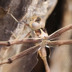 Telephlebia brevicauda at QPRC LGA - 19 Dec 2023