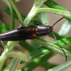 Elateridae sp. (family) (Unidentified click beetle) at QPRC LGA - 19 Dec 2023 by LisaH