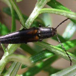 Elateridae sp. (family) at QPRC LGA - 19 Dec 2023