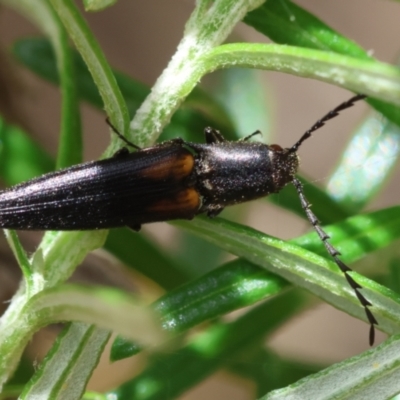 Elateridae sp. (family) (Unidentified click beetle) at Mongarlowe, NSW - 19 Dec 2023 by LisaH