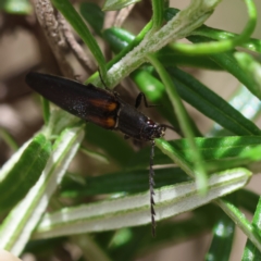 Elateridae sp. (family) at QPRC LGA - 19 Dec 2023