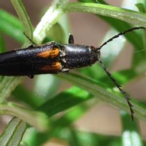 Elateridae sp. (family) at QPRC LGA - suppressed