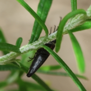 Elateridae sp. (family) at QPRC LGA - suppressed