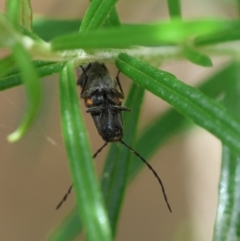 Elateridae sp. (family) at QPRC LGA - 19 Dec 2023