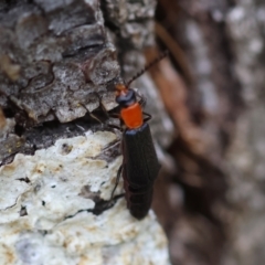 Chauliognathus tricolor (Tricolor soldier beetle) at Mongarlowe, NSW - 19 Dec 2023 by LisaH