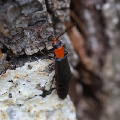 Chauliognathus tricolor (Tricolor soldier beetle) at Mongarlowe River - 19 Dec 2023 by LisaH