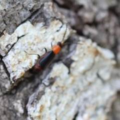 Chauliognathus tricolor at QPRC LGA - 19 Dec 2023