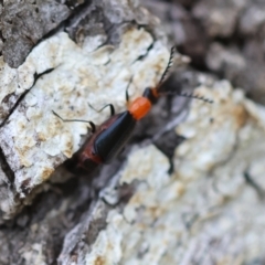 Chauliognathus tricolor at QPRC LGA - 19 Dec 2023