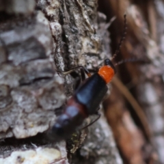 Chauliognathus tricolor at QPRC LGA - 19 Dec 2023