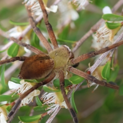 Neosparassus patellatus (Tasmanian Badge Huntsman) at QPRC LGA - 19 Dec 2023 by LisaH