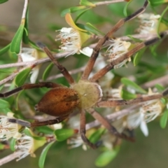 Neosparassus patellatus at QPRC LGA - suppressed