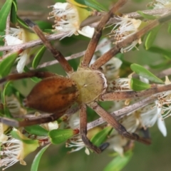 Neosparassus patellatus at QPRC LGA - suppressed