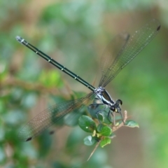 Austroargiolestes icteromelas (Common Flatwing) at Mongarlowe River - 18 Dec 2023 by LisaH