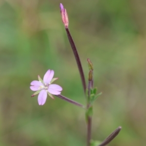 Epilobium billardiereanum subsp. hydrophilum at QPRC LGA - 19 Dec 2023