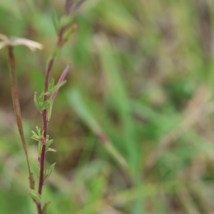 Epilobium billardiereanum subsp. hydrophilum at QPRC LGA - 19 Dec 2023