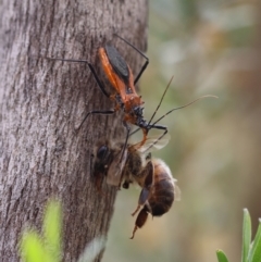Gminatus australis (Orange assassin bug) at QPRC LGA - 19 Dec 2023 by LisaH