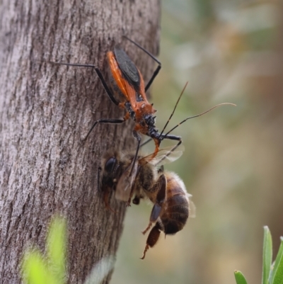 Gminatus australis (Orange assassin bug) at Mongarlowe River - 19 Dec 2023 by LisaH