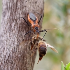 Gminatus australis at QPRC LGA - 19 Dec 2023