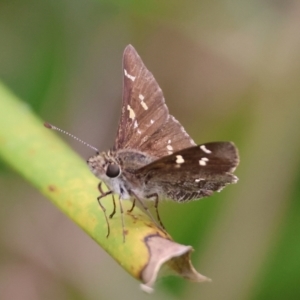 Pasma tasmanica at QPRC LGA - suppressed