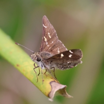 Pasma tasmanica (Two-spotted Grass-skipper) at Mongarlowe, NSW - 19 Dec 2023 by LisaH