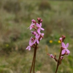 Stylidium sp. (Trigger Plant) at Namadgi National Park - 19 Dec 2023 by brettguy80