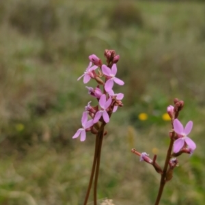 Stylidium sp. at Namadgi National Park - 19 Dec 2023 12:19 PM