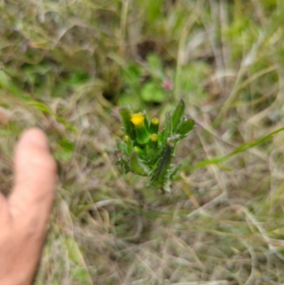 Senecio nigrapicus (Black-Tip Fireweed) at Namadgi National Park - 18 Dec 2023 by brettguy80