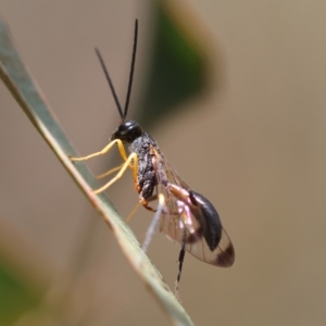 Ichneumonoidea (Superfamily) at QPRC LGA - 19 Dec 2023